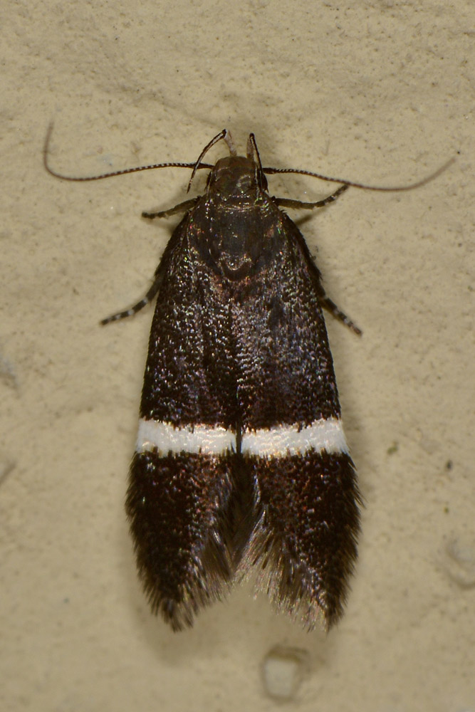 Gelechiidae: Syncopacma sp.